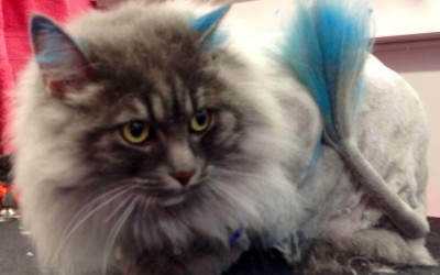 Tonte et toilettage pour chats : quel sont les avantages du service de tonte et toilettage pour vous et votre chats ?